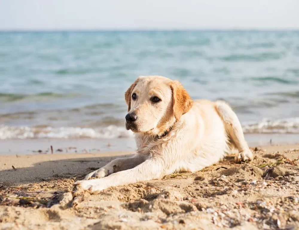 dog-on-beach-169